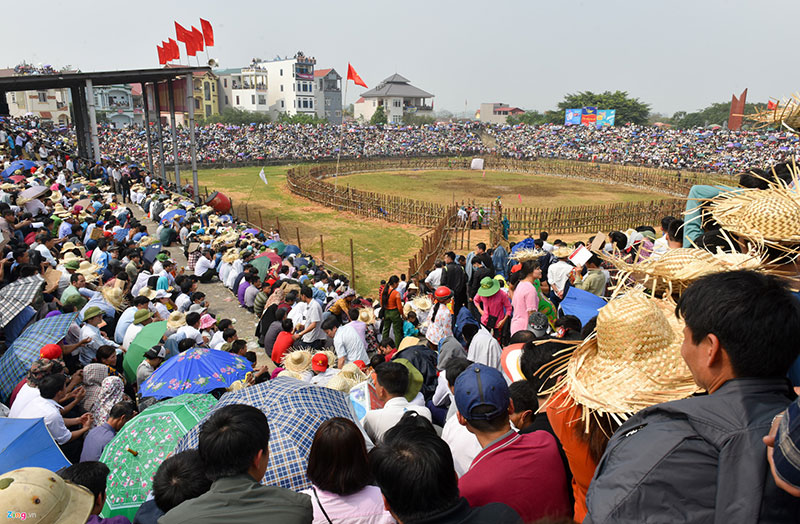 Mở cửa miễn phí, hội chọi trâu Hải Lựu vỡ trận